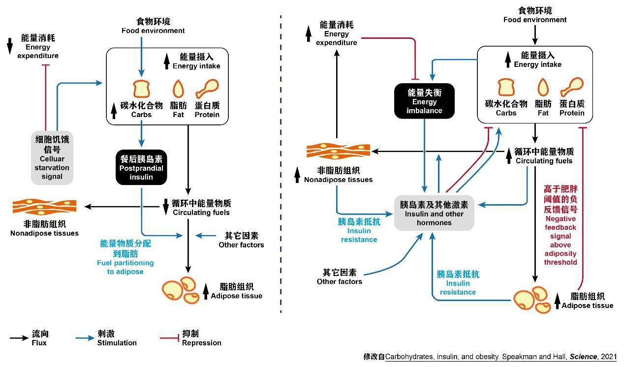 调理肥胖体质的中药_如何调理长胖_长不胖怎么调理