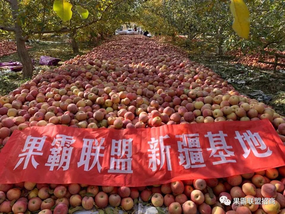 微商水果代理哪家好？朋友圈卖水果做微商可以吗？