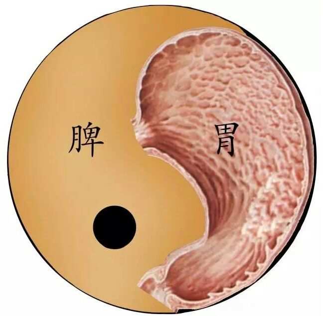 调理食物脾虚气滞的方法_脾虚气滞食物调理_调理食物脾虚气滞的中成药