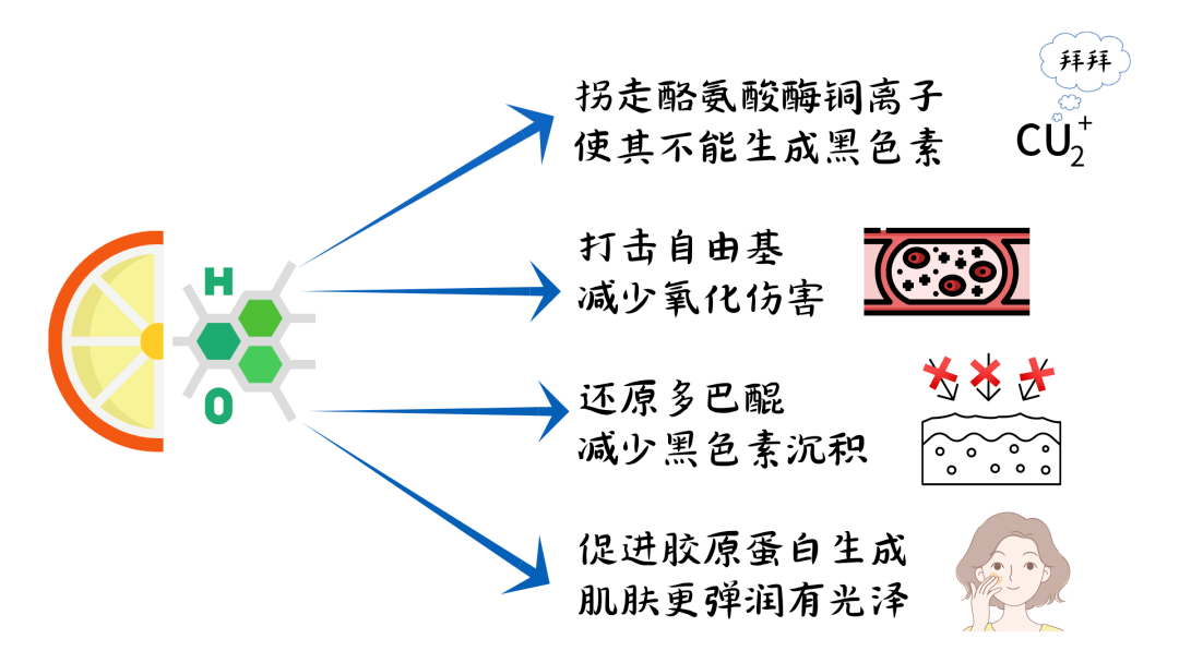 骨胶原对人体的作用_骨胶原作用是什么_骨胶原副作用