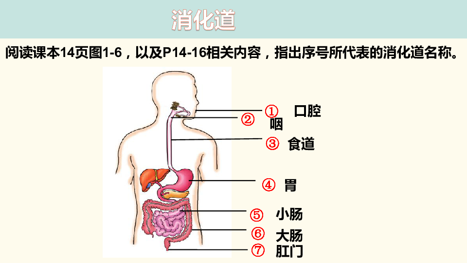 肠胃紊乱怎么调理最快_调理肠胃紊乱的中药_调理肠胃紊乱吃什么药