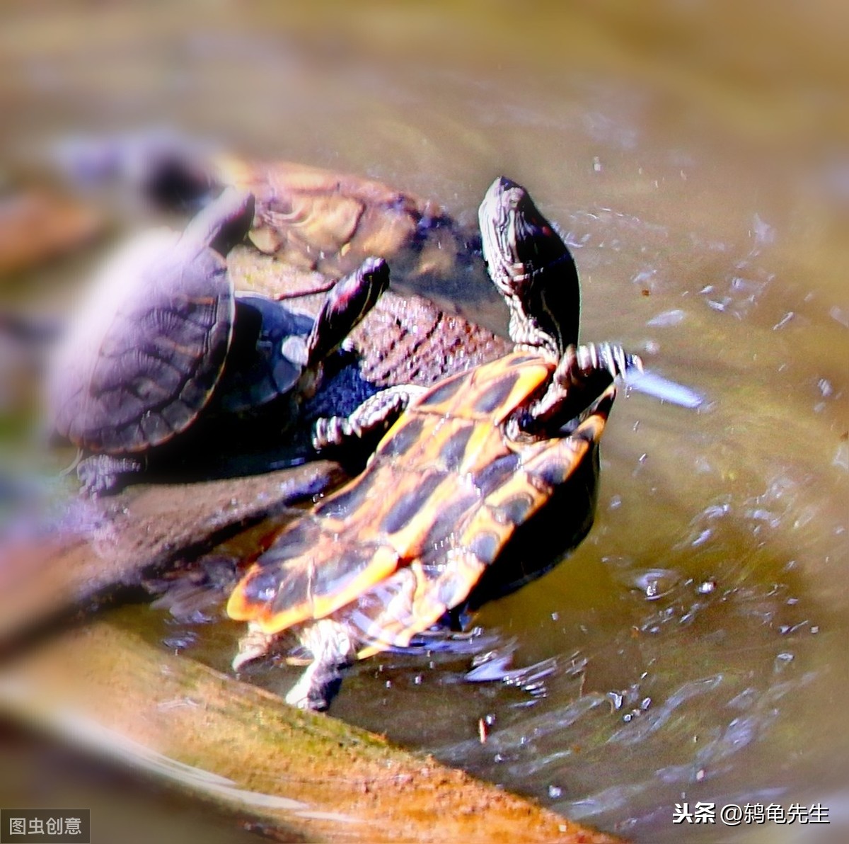 乌龟渴死了_乌龟几天不喝水会死_乌龟渴死了还能活吗