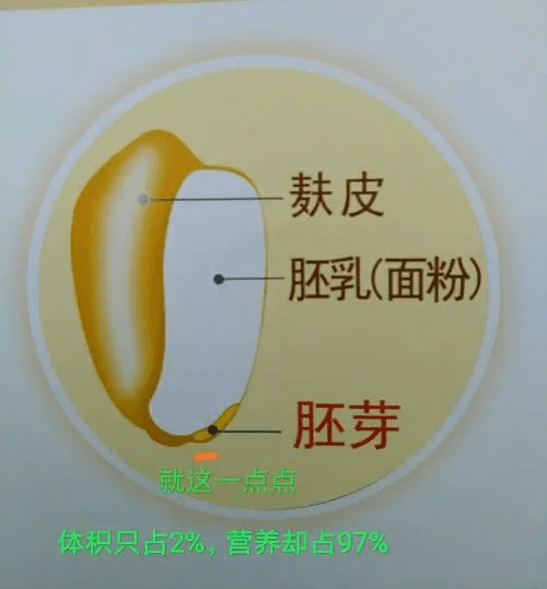 小麦胚芽油油感_什么是小麦胚芽油_小麦胚芽油百度百科