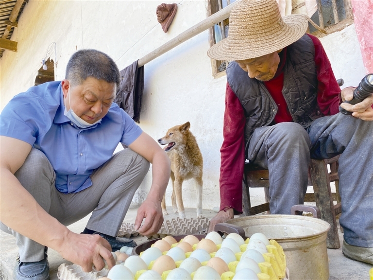 珠子鸡蛋旺活多久_活珠子和旺鸡蛋_旺鸡蛋活珠子