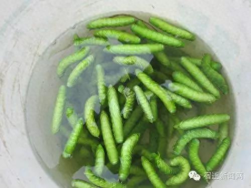 鸡蛋珠子的功效与作用_活珠子和旺鸡蛋_鸡蛋珠子有营养吗