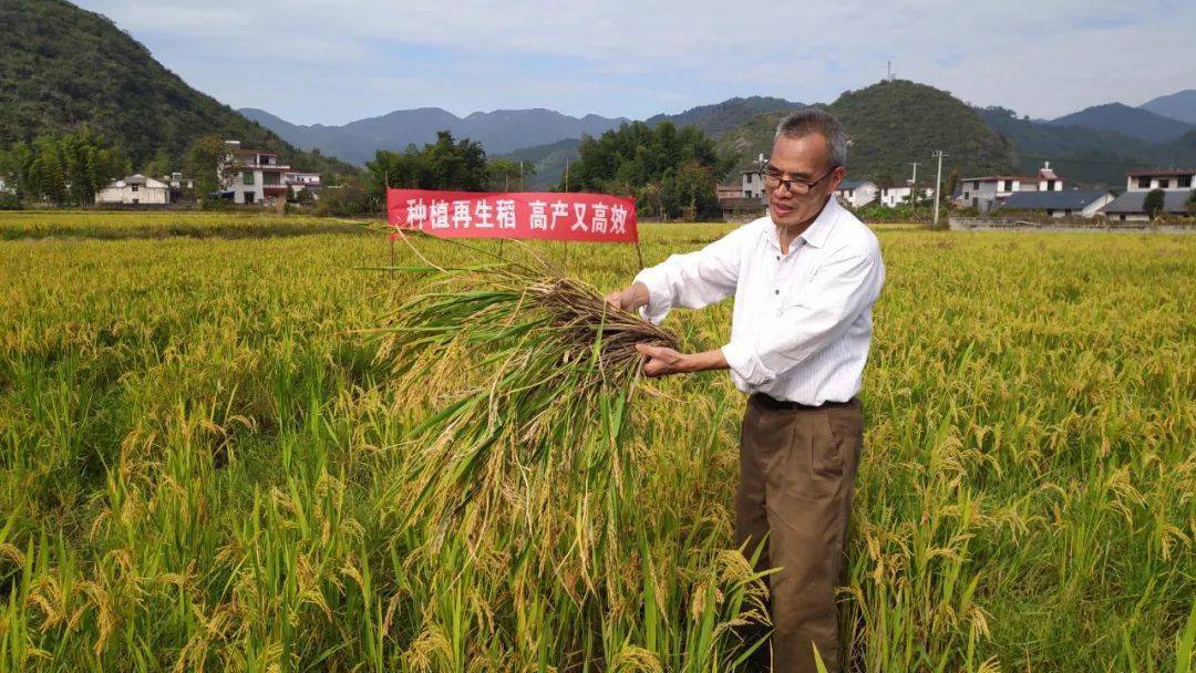 再生稻价格_再生稻价格比一般大米贵吗_再生稻米价格