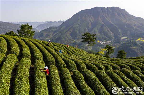 茶叶推广的广告语_茶叶推广方案_如何推广茶叶