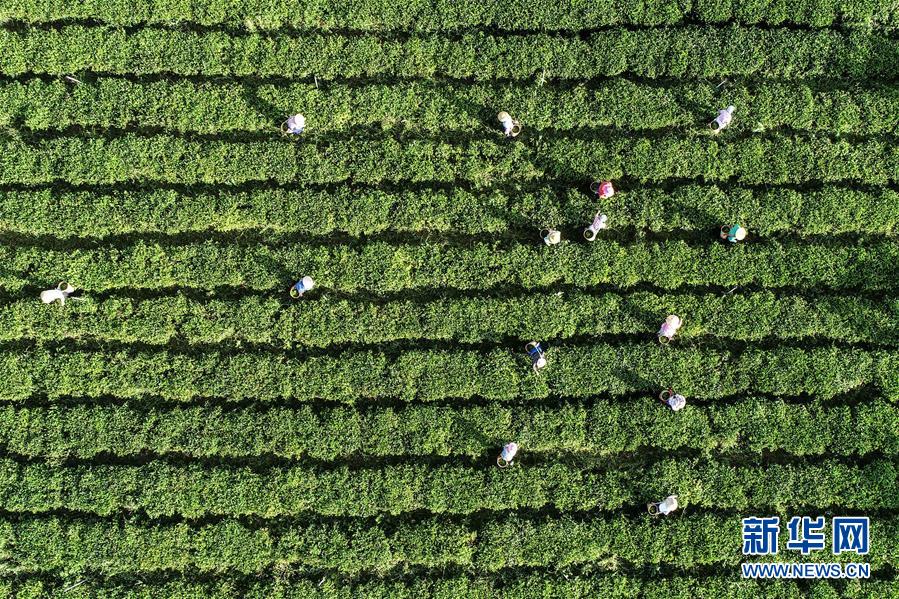 如何推广茶叶_茶叶推广方案_茶叶推广的广告语