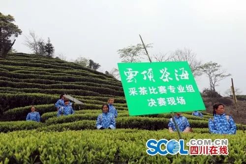 茶叶推广方案_如何推广茶叶_茶叶推广的广告语