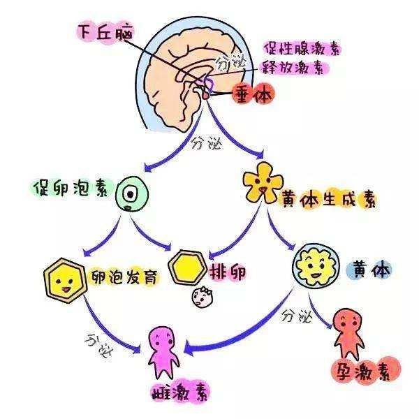 中药调内分泌有效果吗_中药怎么调内分泌失调_调理内分泌的中药配方