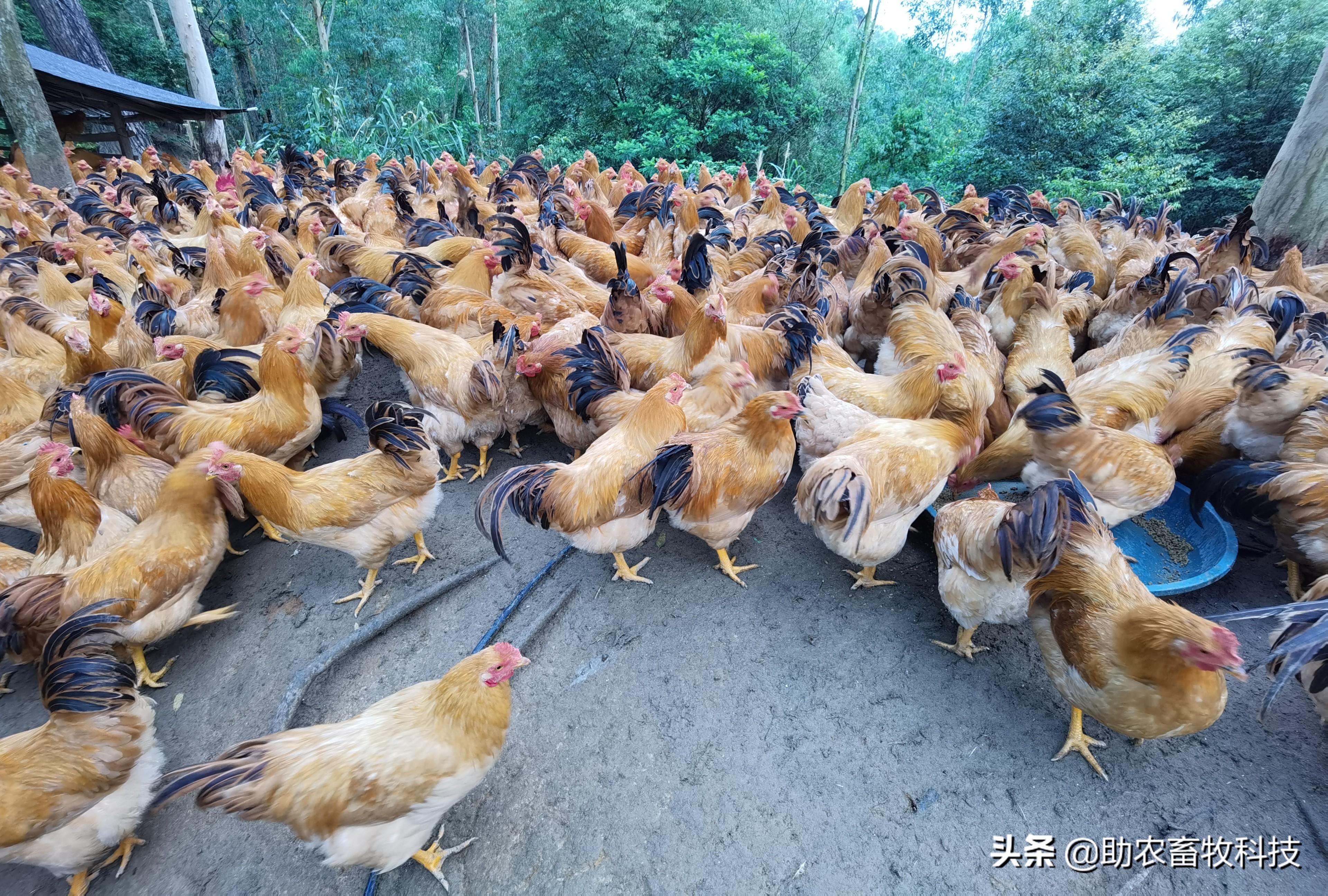 什么是肌肉粉_肌肉粉能增肥吗_肌肉粉桶