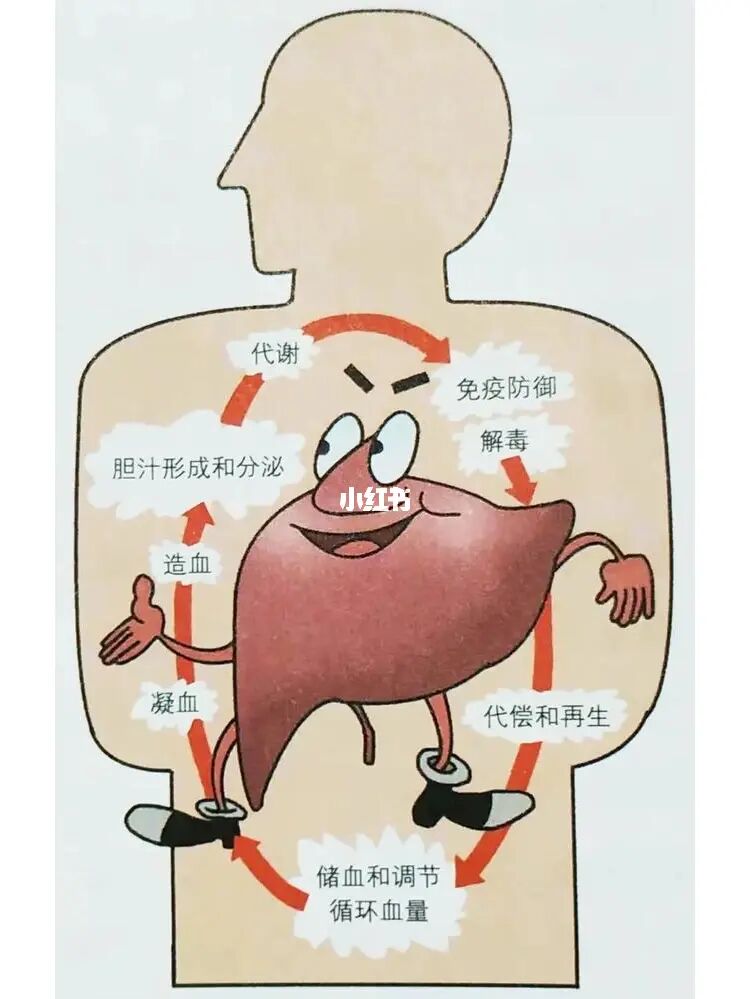 调理肝火旺的食谱_肝火旺怎么办怎么调理_调理肝火旺的中成药