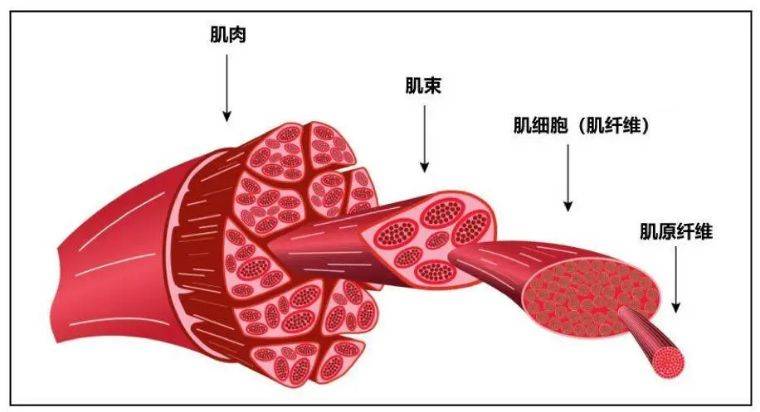 激酶肌酸偏高的危害_肌酸激酶高的危害_肌酸激酶高危害性