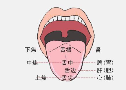 舌齿痕怎么调理_齿痕舌食疗_齿痕舌调理后会消失吗