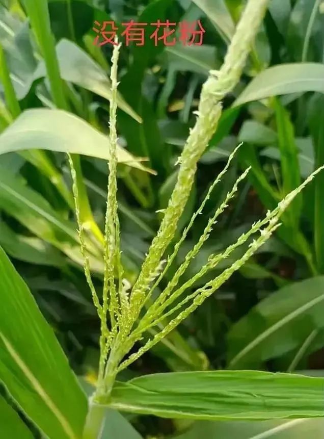 玉米花粉_玉米花粉的功效与作用_玉米花粉过敏症状