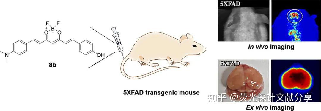 转基因小白鼠_转基因食物小白鼠实验_用小白鼠做转基因食品安全实验的过程设计