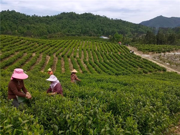 杜仲茶叶怎么制作方法_杜仲茶叶_茶叶杜仲雄花