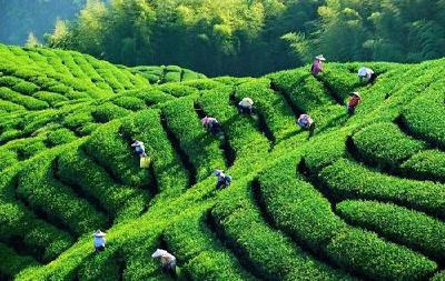 杜仲茶叶怎么制作方法_杜仲茶叶_茶叶杜仲雄花