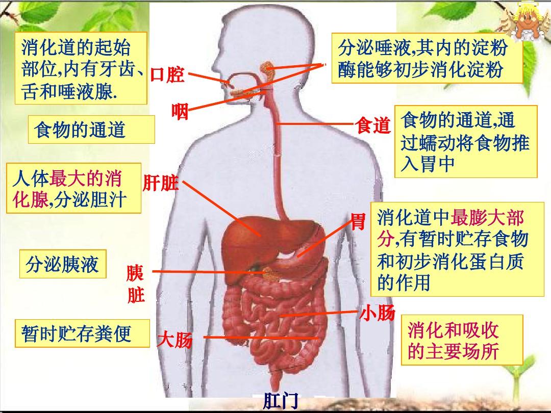 儿童调理肠胃的药有哪些_调理肠胃儿童好的药_儿童肠胃不好怎么调理