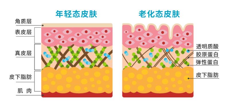 蛋白胶原的作用_胶原蛋白的副作用_蛋白副胶原作用是什么