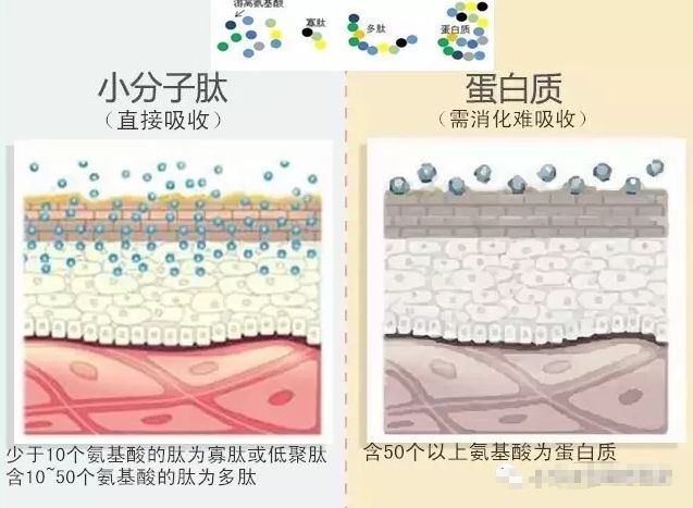 蛋白胶原的作用_蛋白副胶原作用是什么_胶原蛋白的副作用