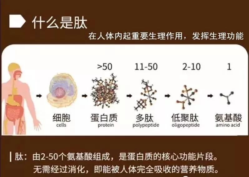 胶原蛋白的副作用_蛋白胶原的作用_蛋白副胶原作用是什么