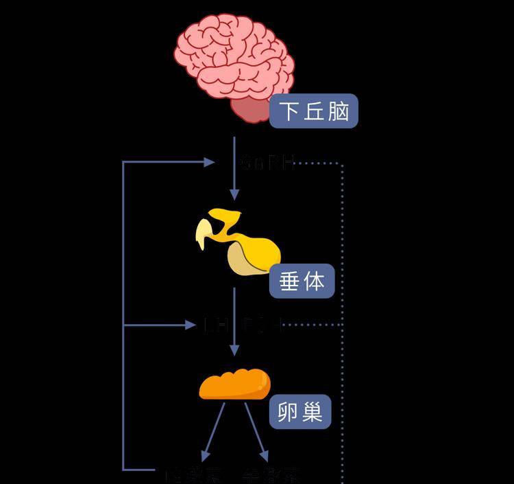 吃什么调理内分泌失调_调理分泌失调吃内脏可以吗_内分泌失调吃设么药