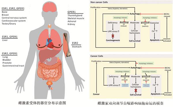 调节内分泌失调吃_吃什么调理内分泌失调_内分泌失调吃设么药