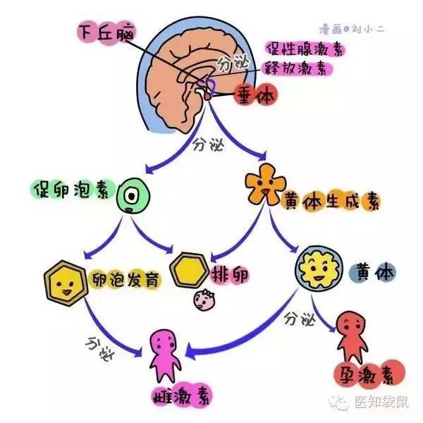 内分泌失调吃设么药_吃什么调理内分泌失调_调节内分泌失调吃