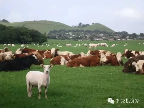 中国牛羊肉出口_羊肉出口企业名单_牛羊肉出口哪个国家