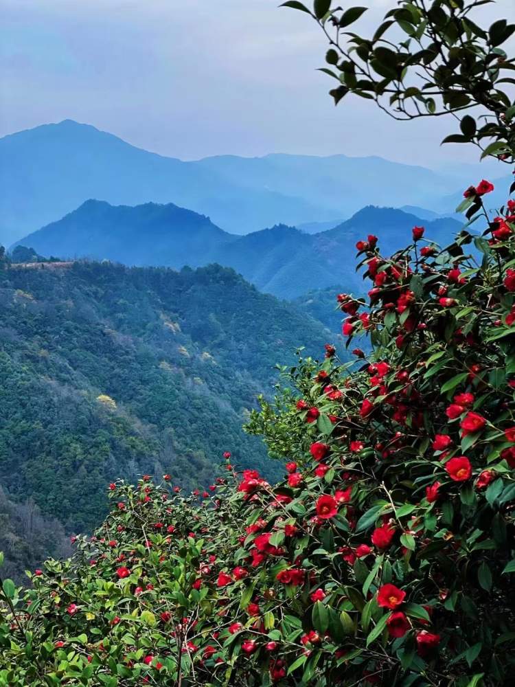 山茶籽油护肤品_山茶籽油 护肤_护肤山茶籽油怎么用