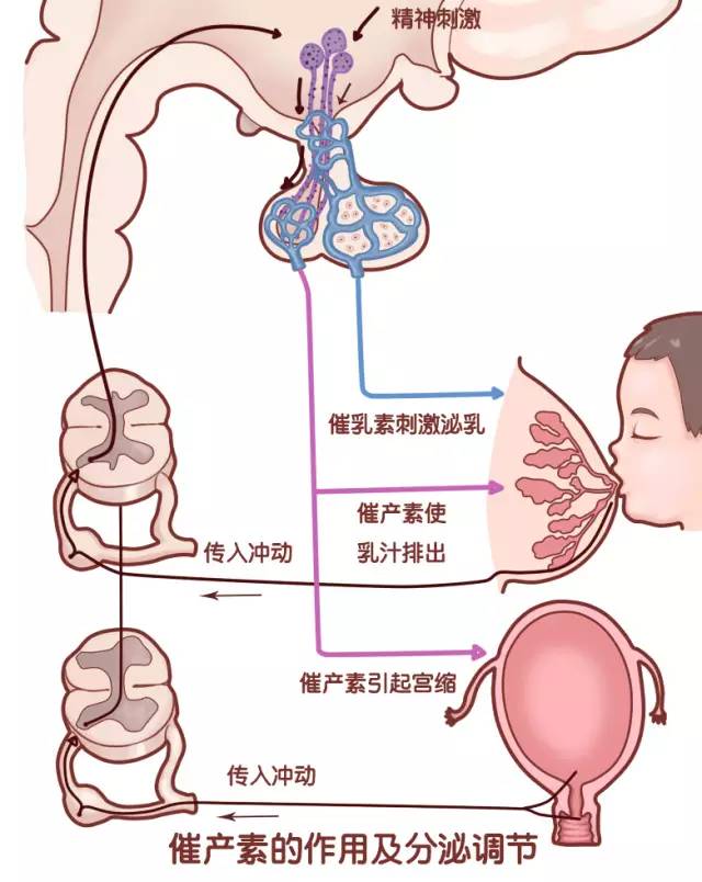 注射空孕催乳剂视频_我被注射空孕催乳剂_感受注射空孕催乳剂