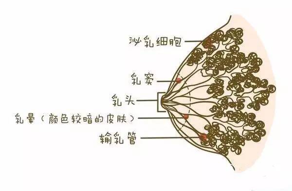 注射空孕催乳剂视频_我被注射空孕催乳剂_感受注射空孕催乳剂