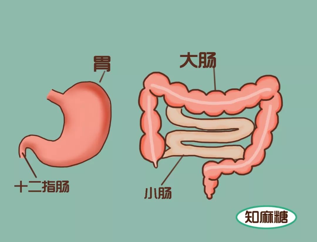 调理肠胃宝宝吃什么_宝宝调理肠胃的食物食谱_宝宝食物调理肠胃食谱