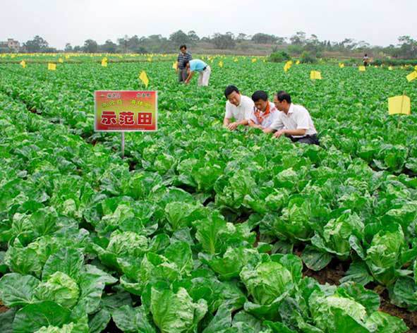 假的蔬菜_有机蔬菜全部都是假的_蔬菜假植是什么意思