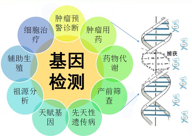 有关转基因食品安全的论文_转基因食品安全性文献_有关转基因与食品安全的文章