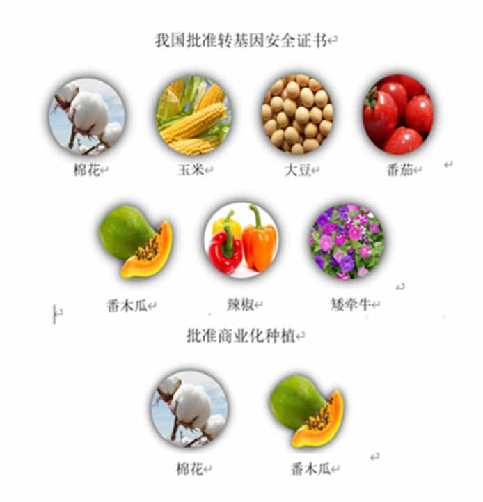 转基因食品安全文献_有关转基因与食品安全的文章_论转基因食品的安全性论文