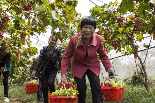 做土特产的商城平台_微商土特产货源_土特产进货