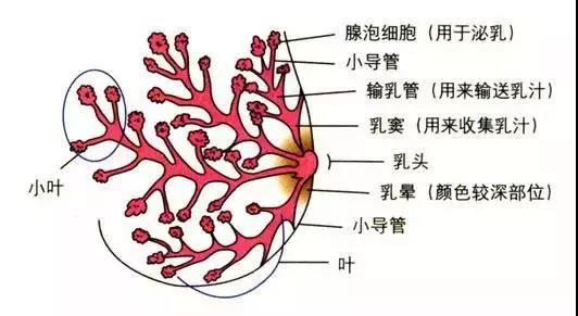 催乳剂的效果怎么样_催乳剂有什么作用_催乳剂 乳头