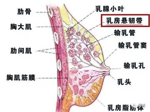 怎么样减肥不瘦胸_怎么样减肥不瘦胸_怎么样减肥不瘦胸