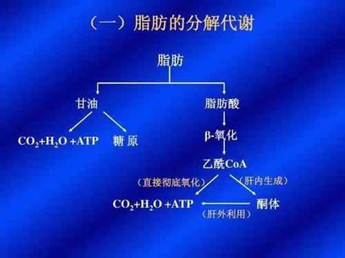 腰部出汗是阴虚还是阳虚_出汗部位看健康腰部_腰部出汗好吗