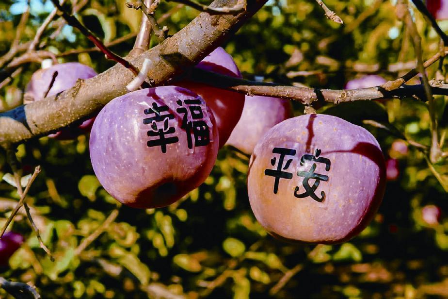 苹果的寓意和象征_苹果象征_苹果象征意义